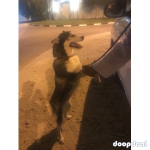 Husky For Sale