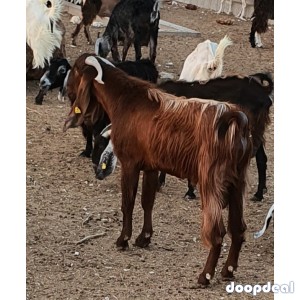 Beautiful Goats for sale 