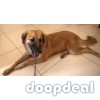 Pet German Shepherd Dog for Sale