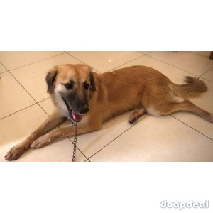 Pet German Shepherd Dog for Sale