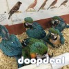 Macaws,Parrots and Fertile Parrot Eggs for sale