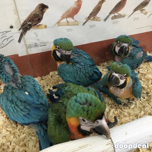 Macaws,Parrots and Fertile Parrot Eggs for sale