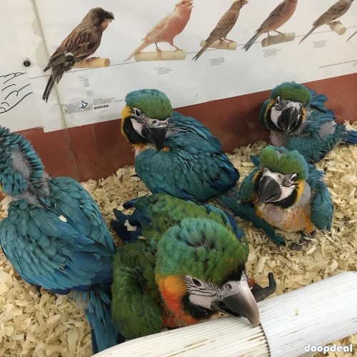 Macaws,Parrots and Fertile Parrot Eggs for sale