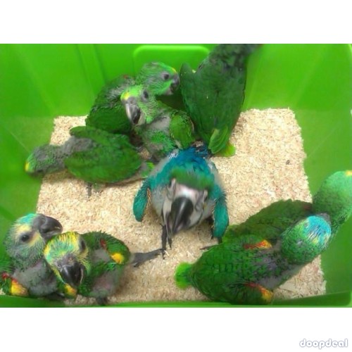 Macaws,Parrots and Fertile Parrot Eggs for sale