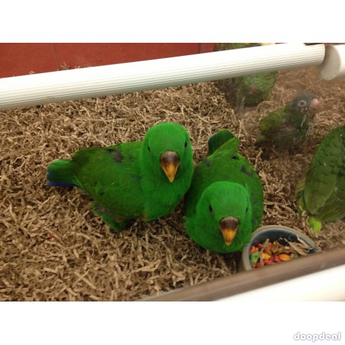 Macaws,Parrots and Fertile Parrot Eggs for sale