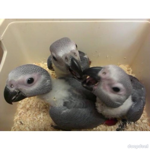Macaws,Parrots and Fertile Parrot Eggs for sale