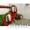 Parrots and macaws for sale 