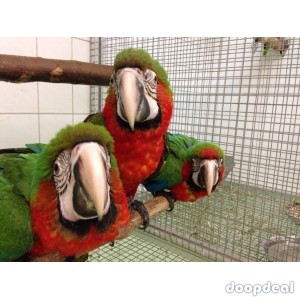 Parrots and macaws for sale 