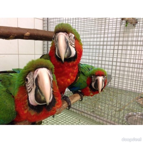 Parrots and macaws for sale 