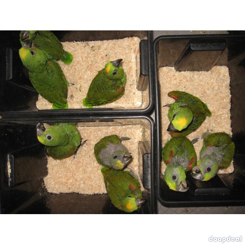 Parrots and macaws for sale 