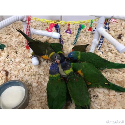 Parrots and macaws for sale 