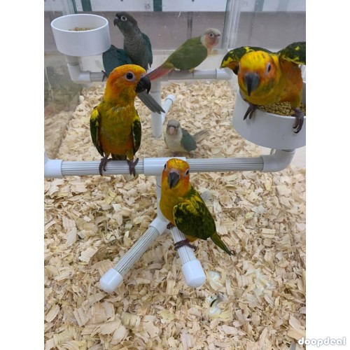 Parrots and macaws for sale 
