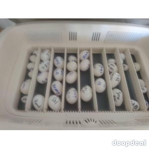 Parrots eggs for sale 