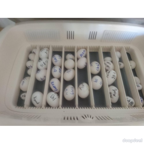 Parrots eggs for sale 