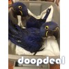 Hyacinth macaws ready for new homes 