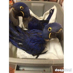 Hyacinth macaws ready for new homes 
