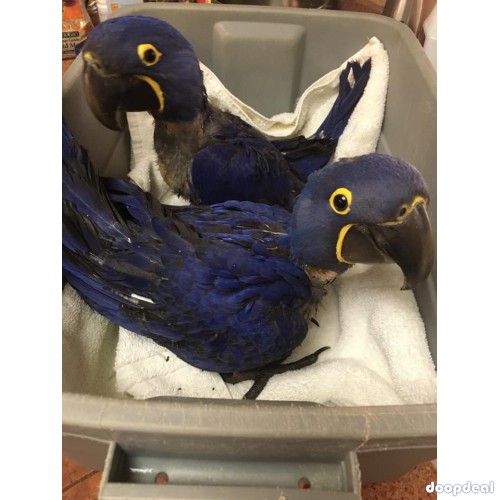 Hyacinth macaws ready for new homes