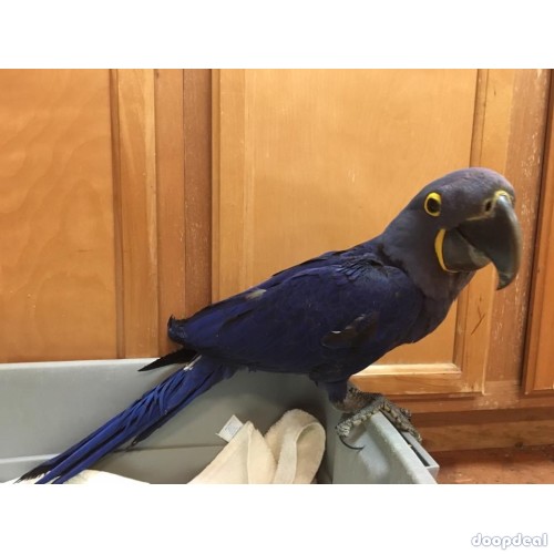 Hyacinth macaws ready for new homes