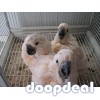 Macaws and parrots for sale 