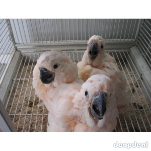 Macaws and parrots for sale 
