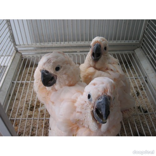 Macaws and parrots for sale 