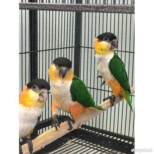 Macaws and parrots for sale 