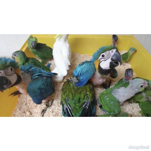 Macaws and parrots for sale 
