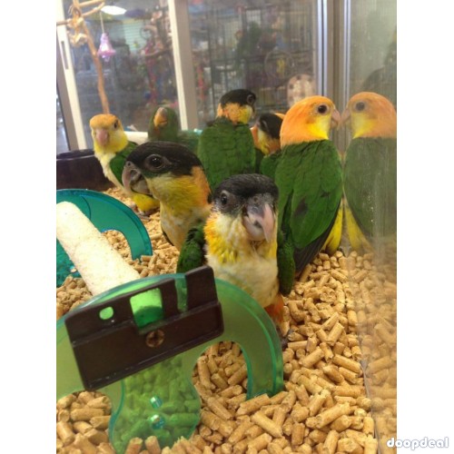 Macaws and parrots for sale 