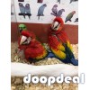 Macaws available 