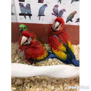 Macaws available 