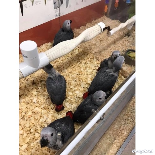 Macaws available 