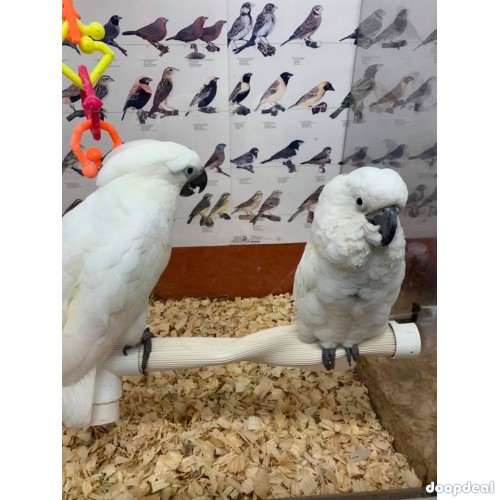 Macaws available 