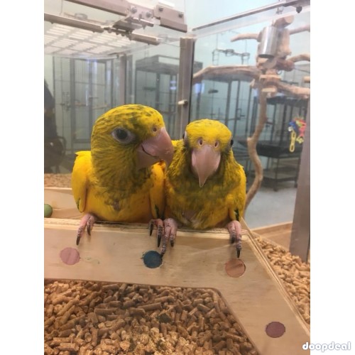 Macaws available 