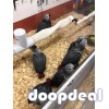 African Grey Parrots 