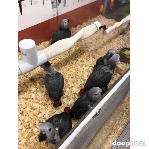 African Grey Parrots 