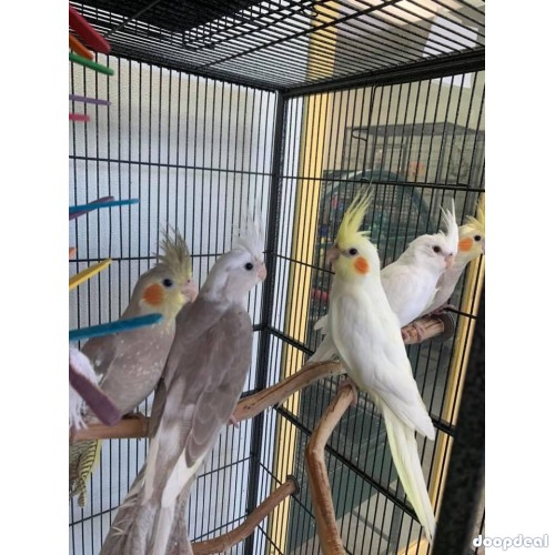 African Grey Parrots