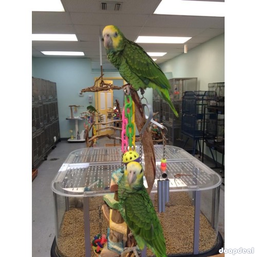 African Grey Parrots