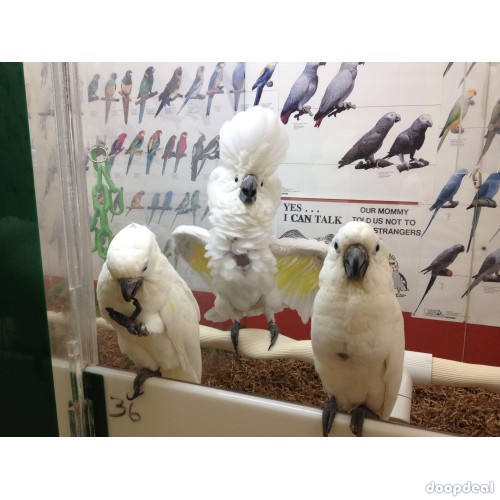 African Grey Parrots