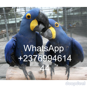 Hyacinth macaws Anodorhynchus hyacinthinus for sale whats-app 00237699461444