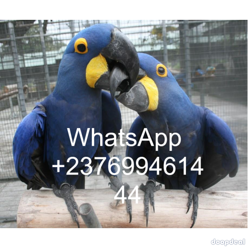 Hyacinth macaws Anodorhynchus hyacinthinus for sale whats-app 00237699461444