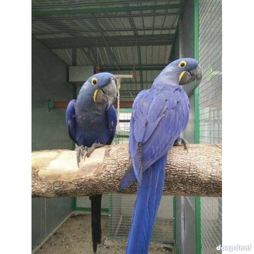 Hyacinth macaws Anodorhynchus hyacinthinus for sale whats-app 00237699461444