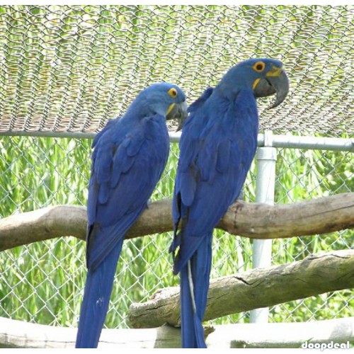 Hyacinth macaws Anodorhynchus hyacinthinus for sale whats-app 00237699461444