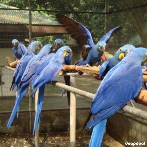 Hyacinth macaws Anodorhynchus hyacinthinus for sale whats-app 00237699461444