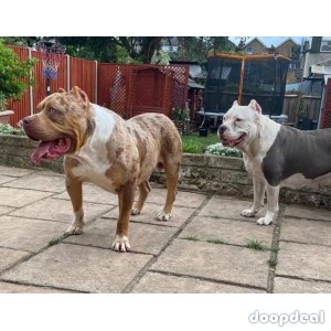 american pit bully ready to go
