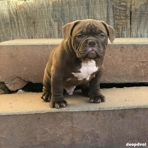 american pit bully ready to go