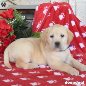 Here comes Buck! This darling Yellow Labrador Retriever puppy