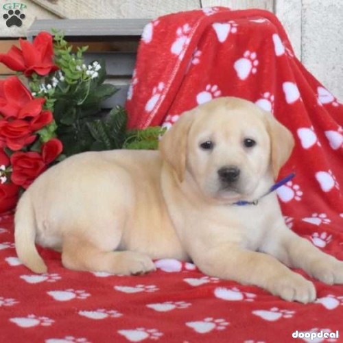 Here comes Buck! This darling Yellow Labrador Retriever puppy