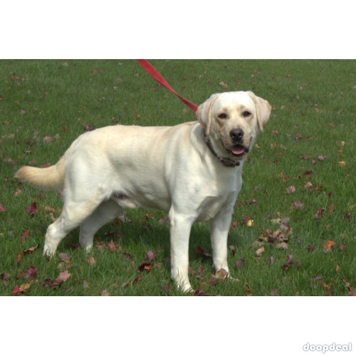 Here comes Buck! This darling Yellow Labrador Retriever puppy