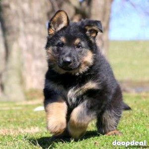 German Shepherd puppies