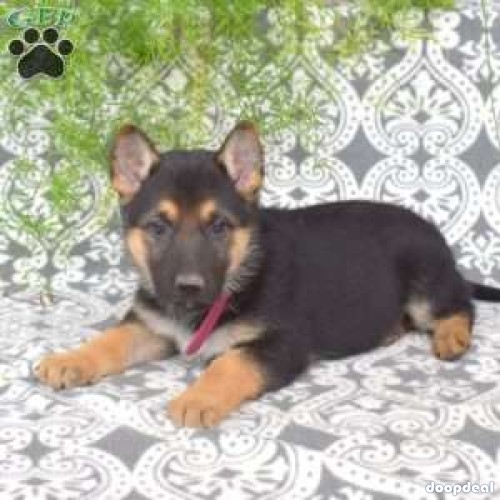 German Shepherd puppies